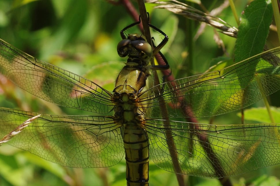 southern hawker preview