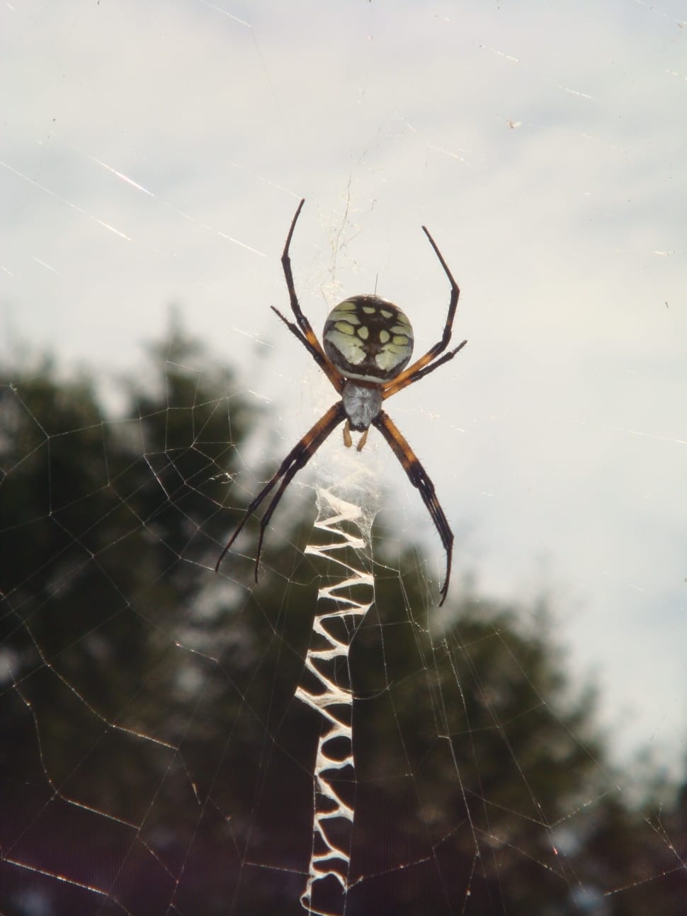 argiope spider preview