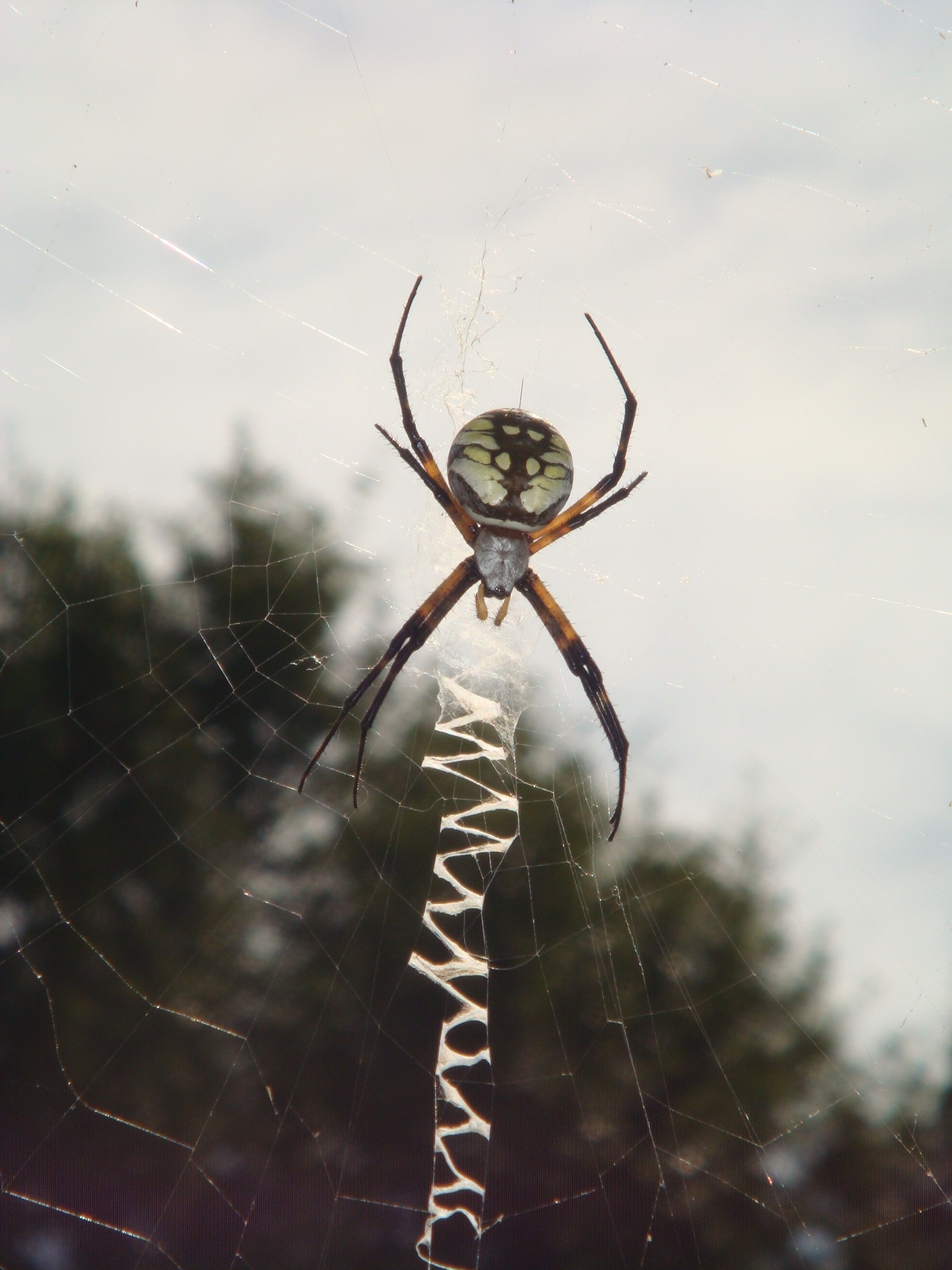 argiope spider