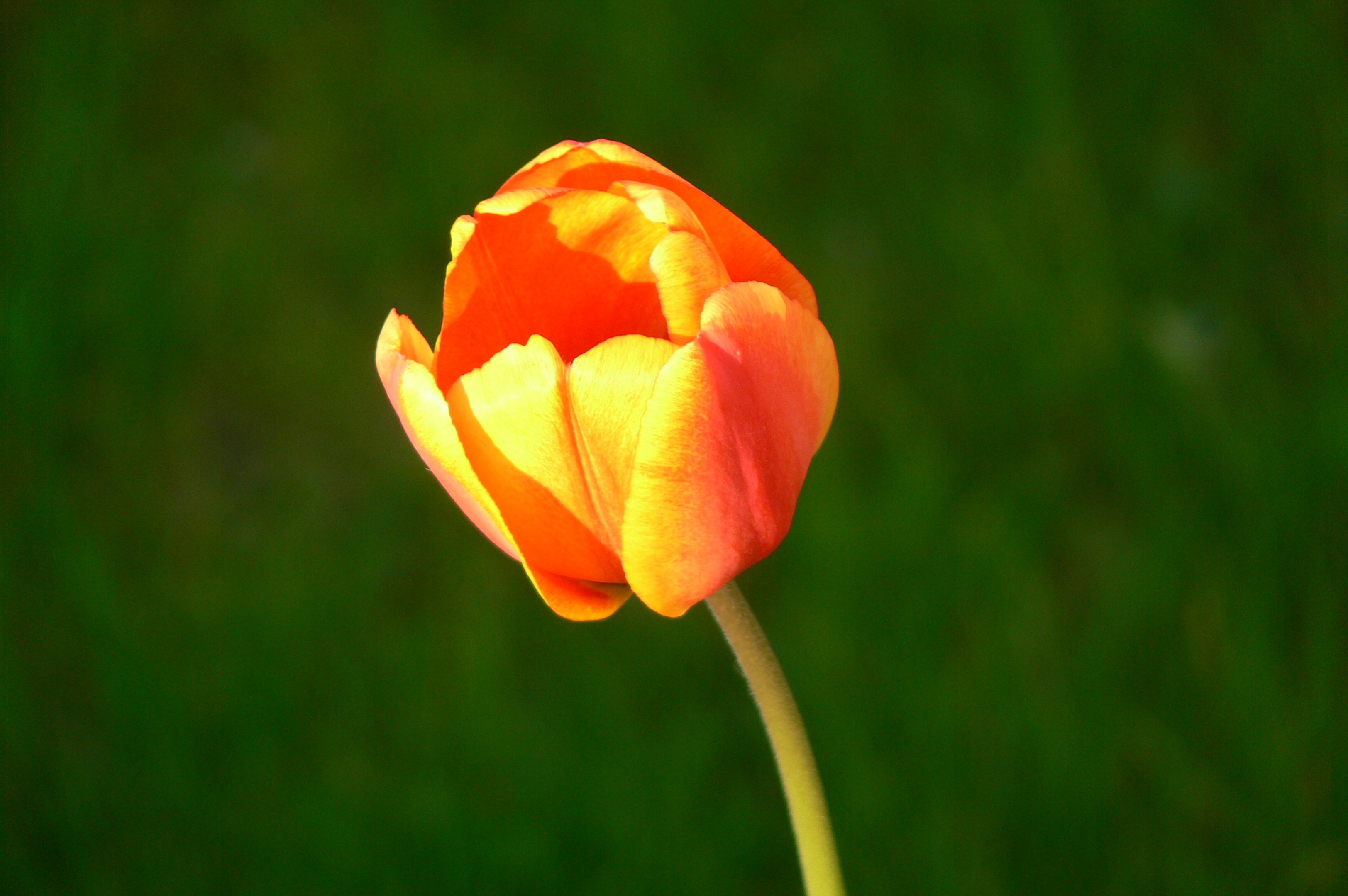 yellow and orange petaled flower