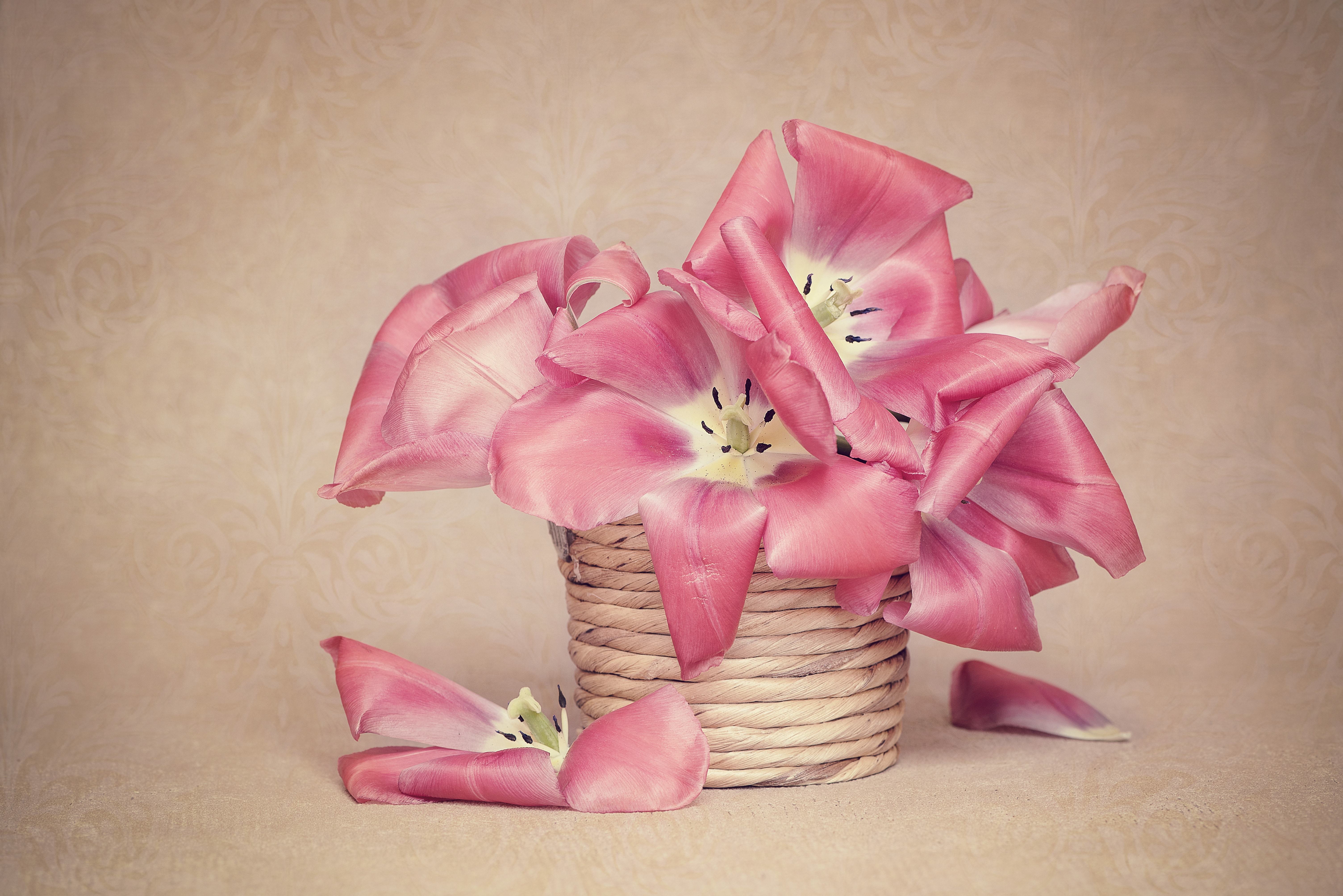 pink leaf plant