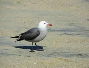 black gray and white seagull thumbnail