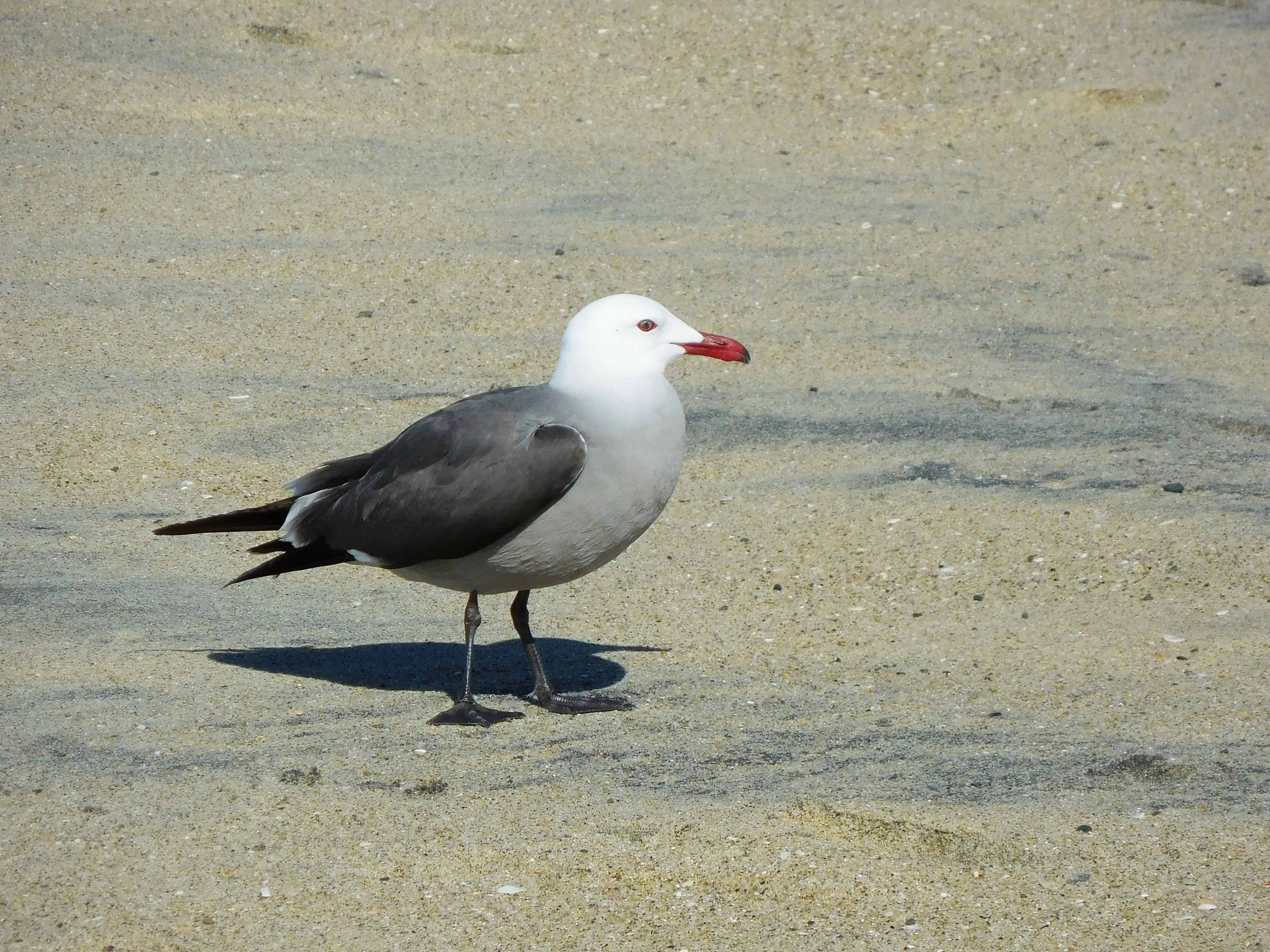 black gray and white seagull