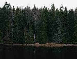 lake across green conifers during daytime thumbnail