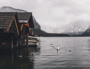 3 white swans on sea near brown wooden houses far from mountains at daytime thumbnail