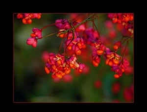 Bloom, Blossom, Fortunei, Spindle, flower, growth thumbnail