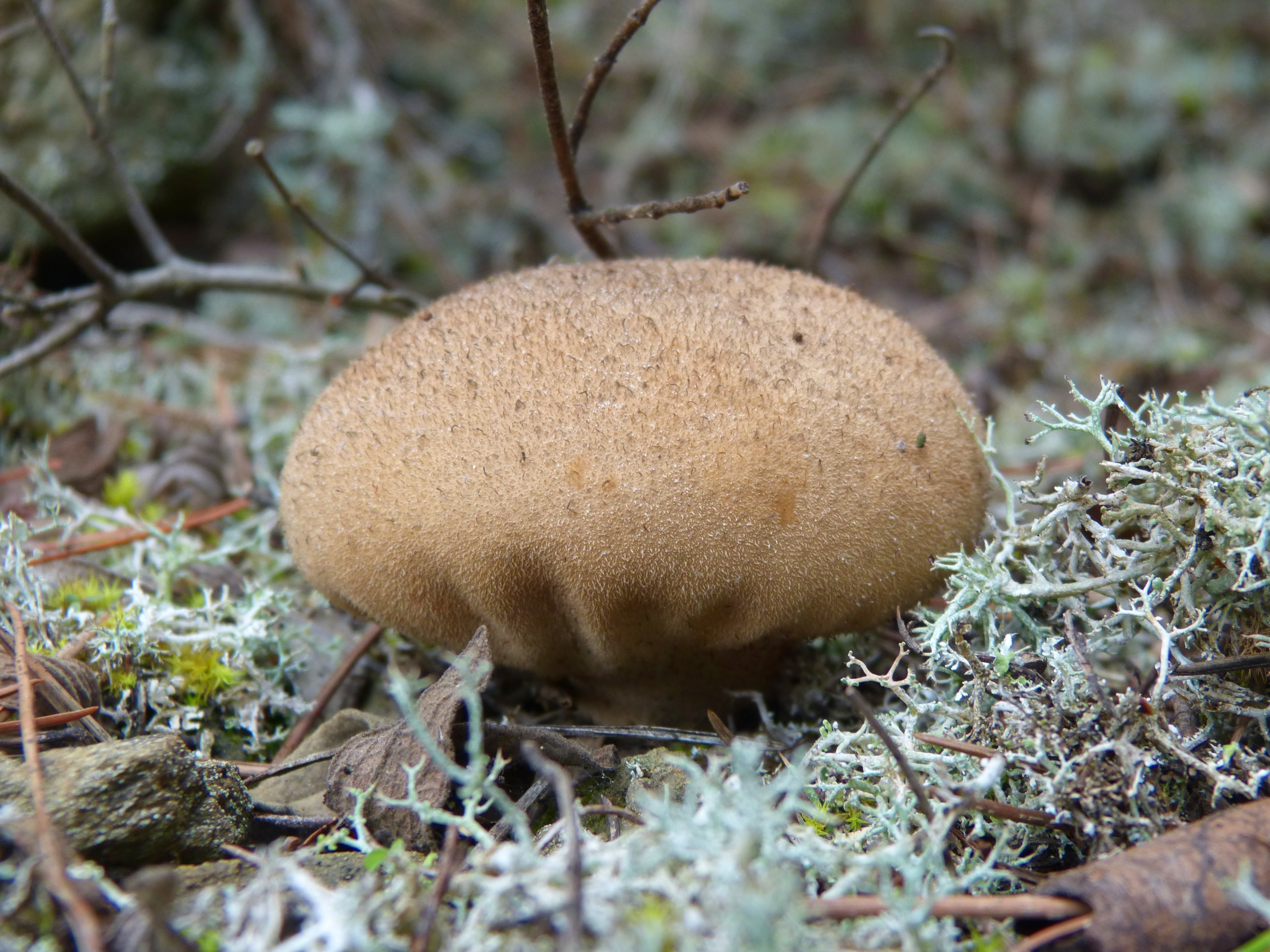 Mushroom, Moss, Lycoperdon Perlatum, fungus, mushroom