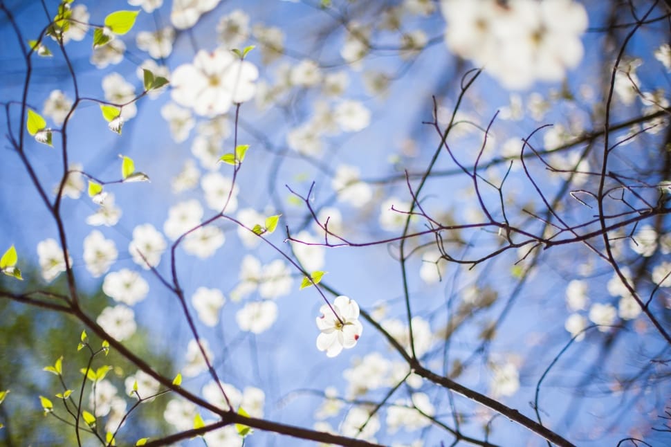 white cherry blossoms photography preview