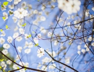 white cherry blossoms photography thumbnail