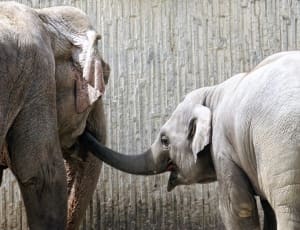 mother and child elephant photo thumbnail