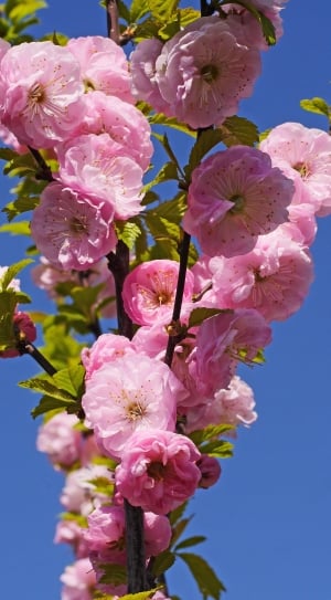 Almond Blossom, Flowering Twig, Spring, flower, fragility thumbnail