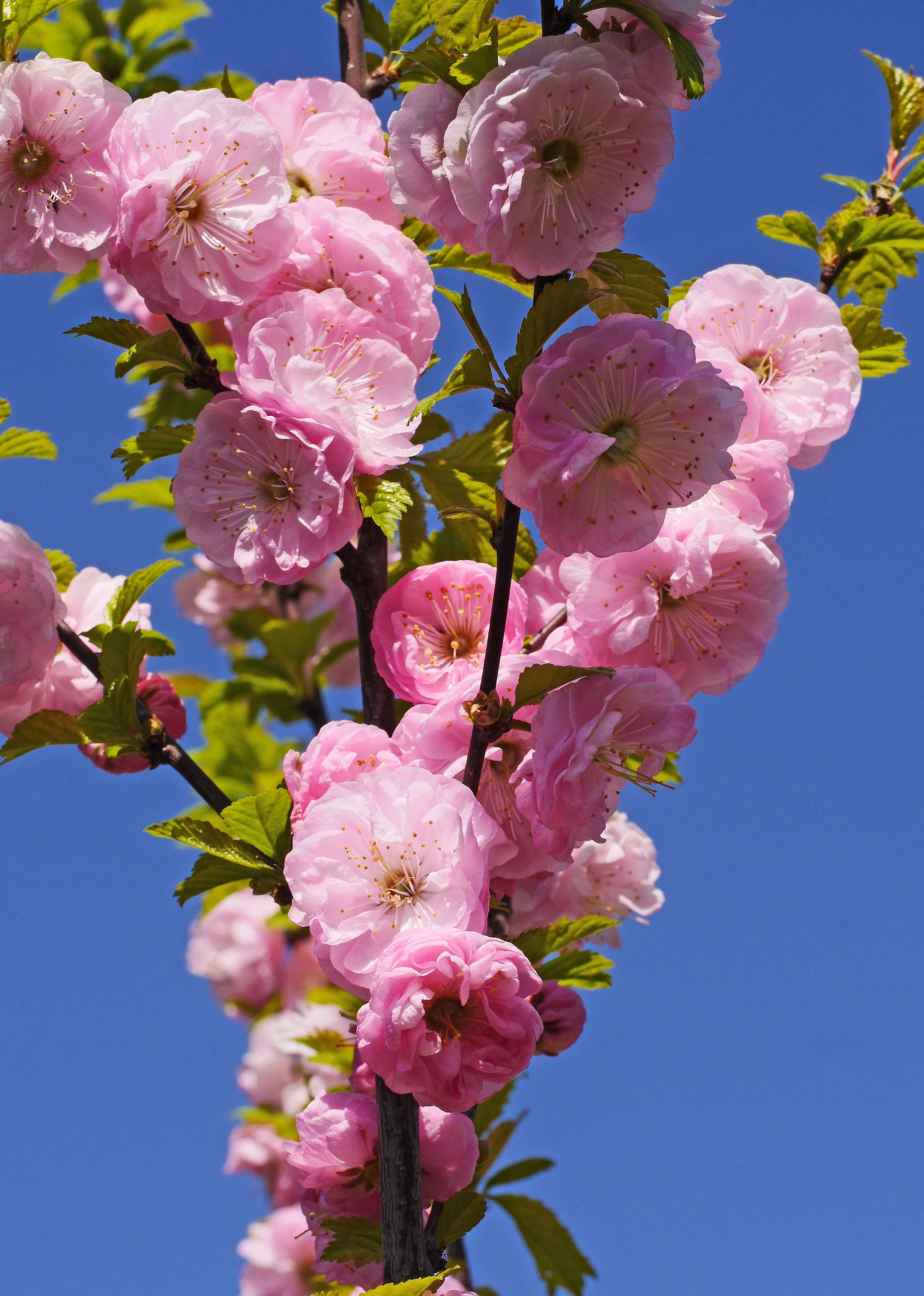 Almond Blossom, Flowering Twig, Spring, flower, fragility