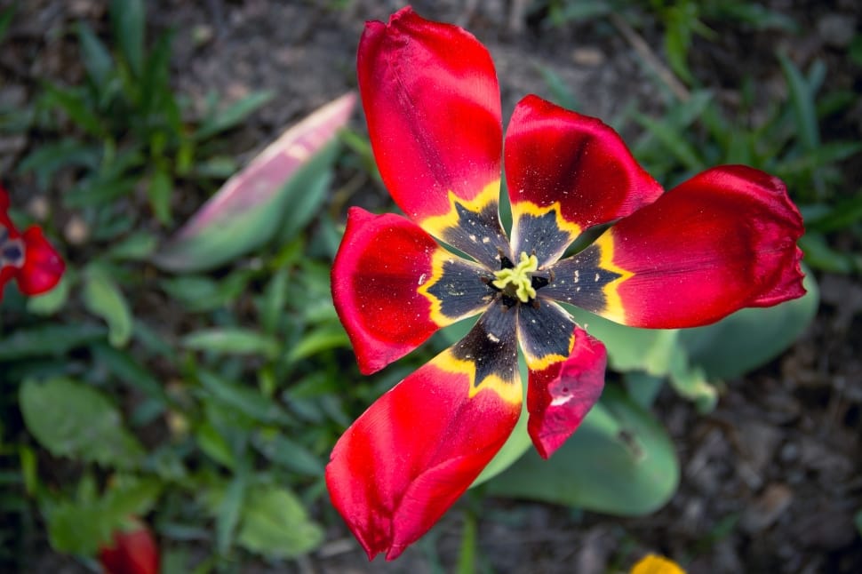 red black and yellow tulip in full bloom preview