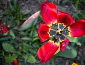 red black and yellow tulip in full bloom thumbnail