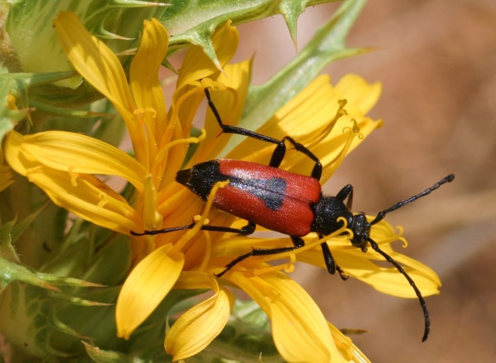 black and red blister beetle preview