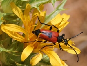 black and red blister beetle thumbnail