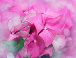 Blossom, Bloom, Flower, Hydrangea, flower, pink color thumbnail