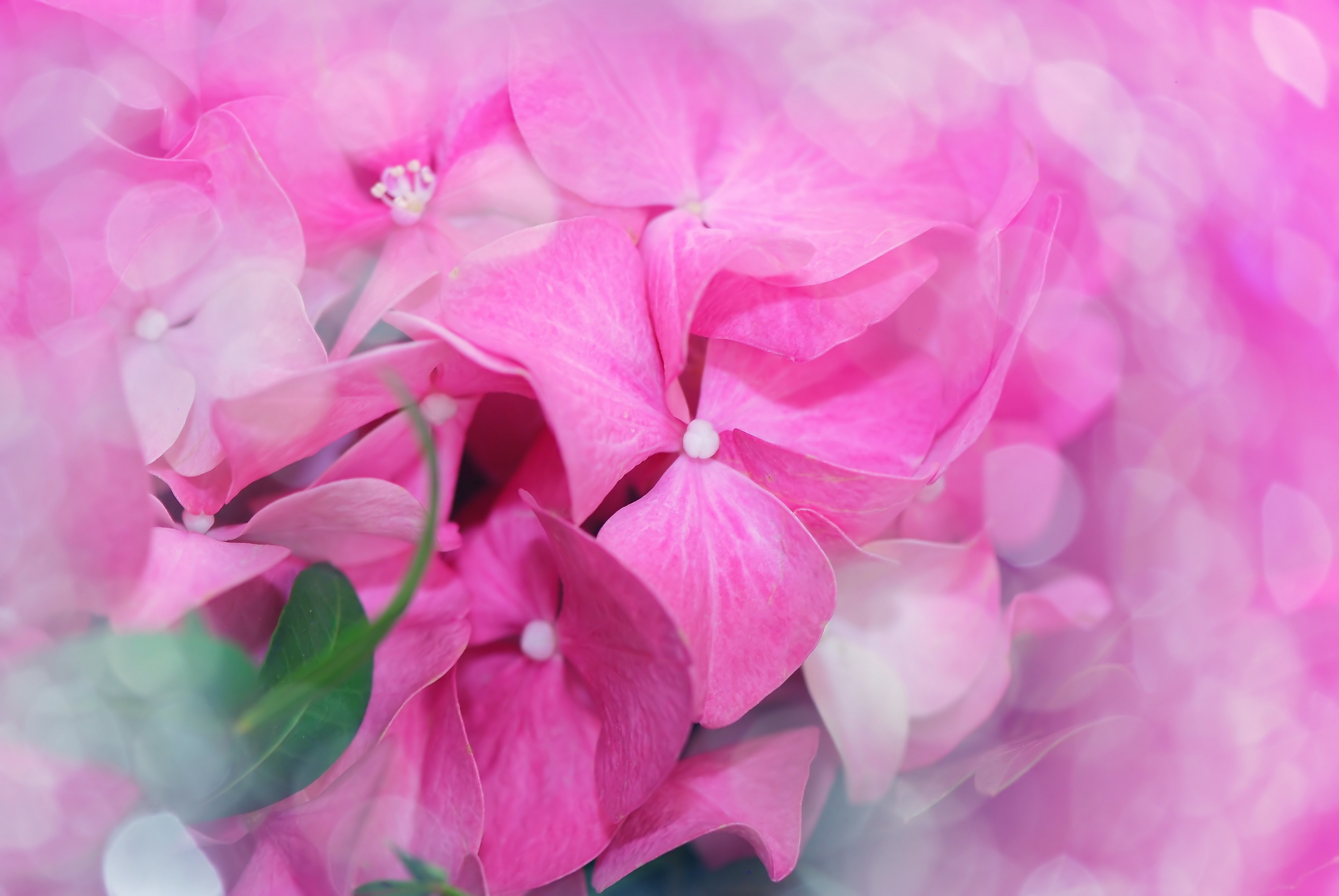 Blossom, Bloom, Flower, Hydrangea, flower, pink color