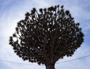 silhouette photo of tree thumbnail