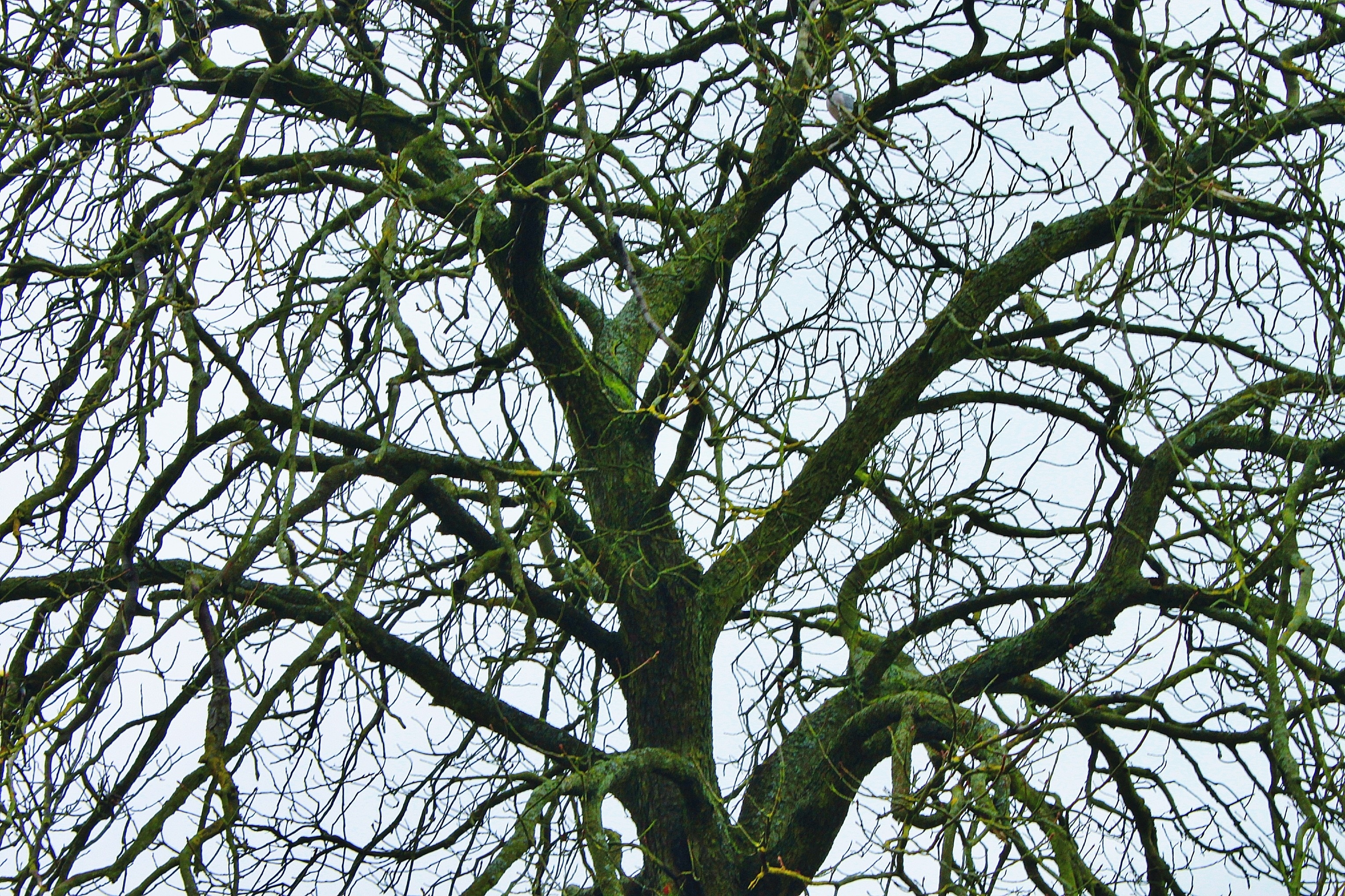 moss covered withered tree