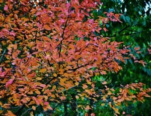 pink leafed tree thumbnail