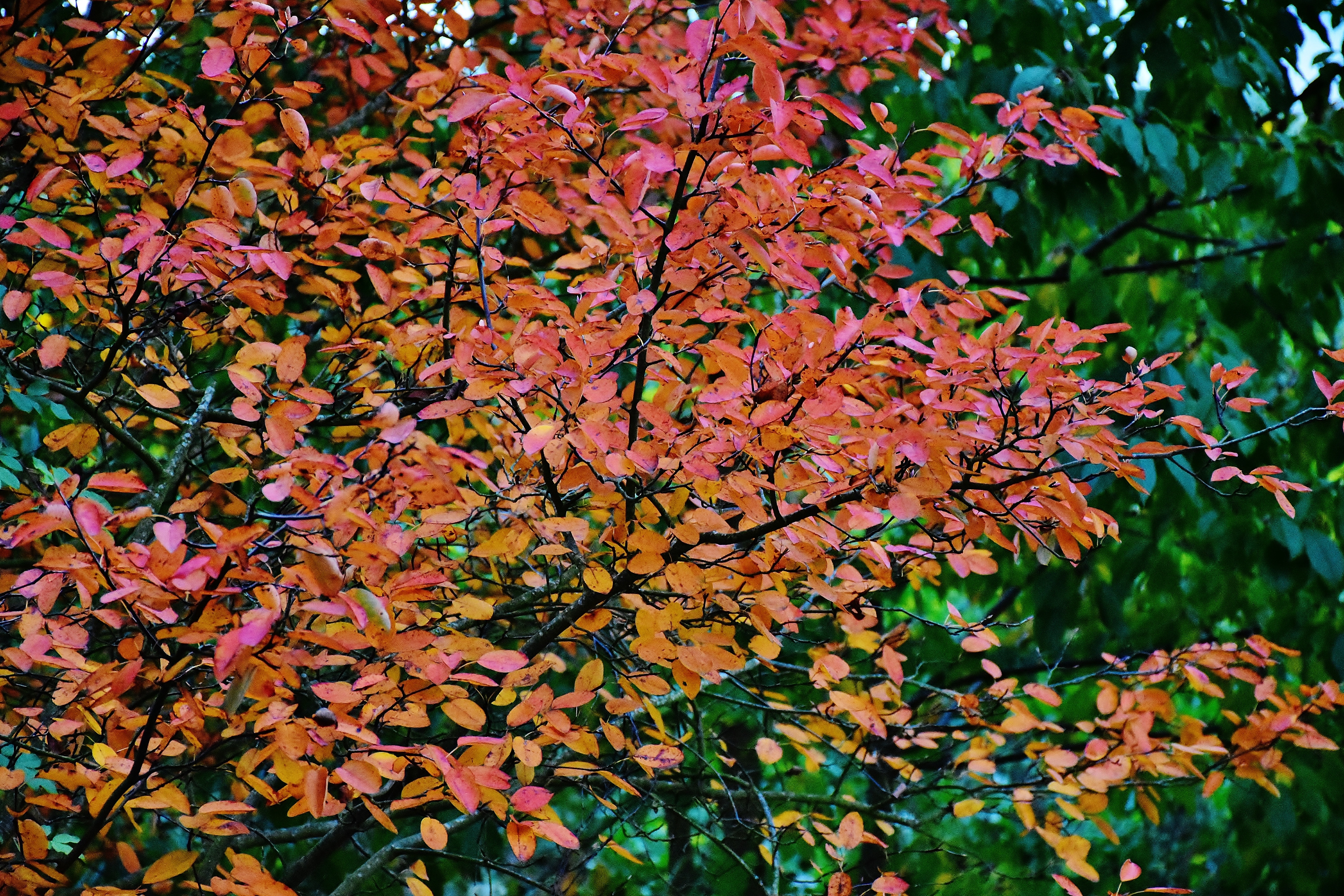 pink leafed tree