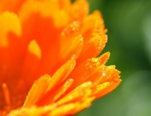 orange calendula thumbnail