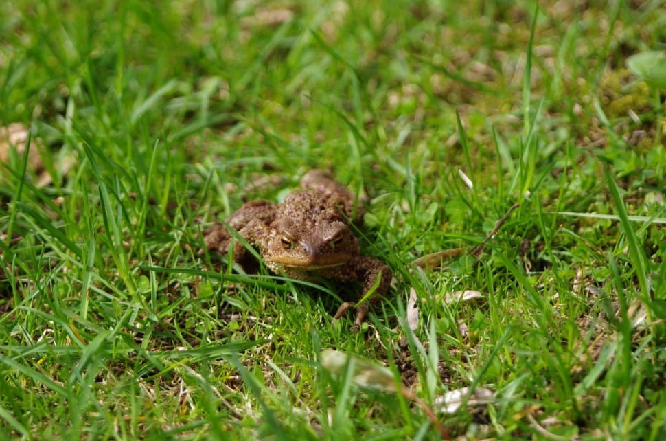 brown frog on green grass during daytime preview