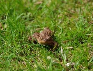 brown frog on green grass during daytime thumbnail
