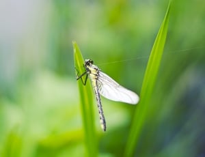 shallow focus photography of dragonfly perched on green gras thumbnail