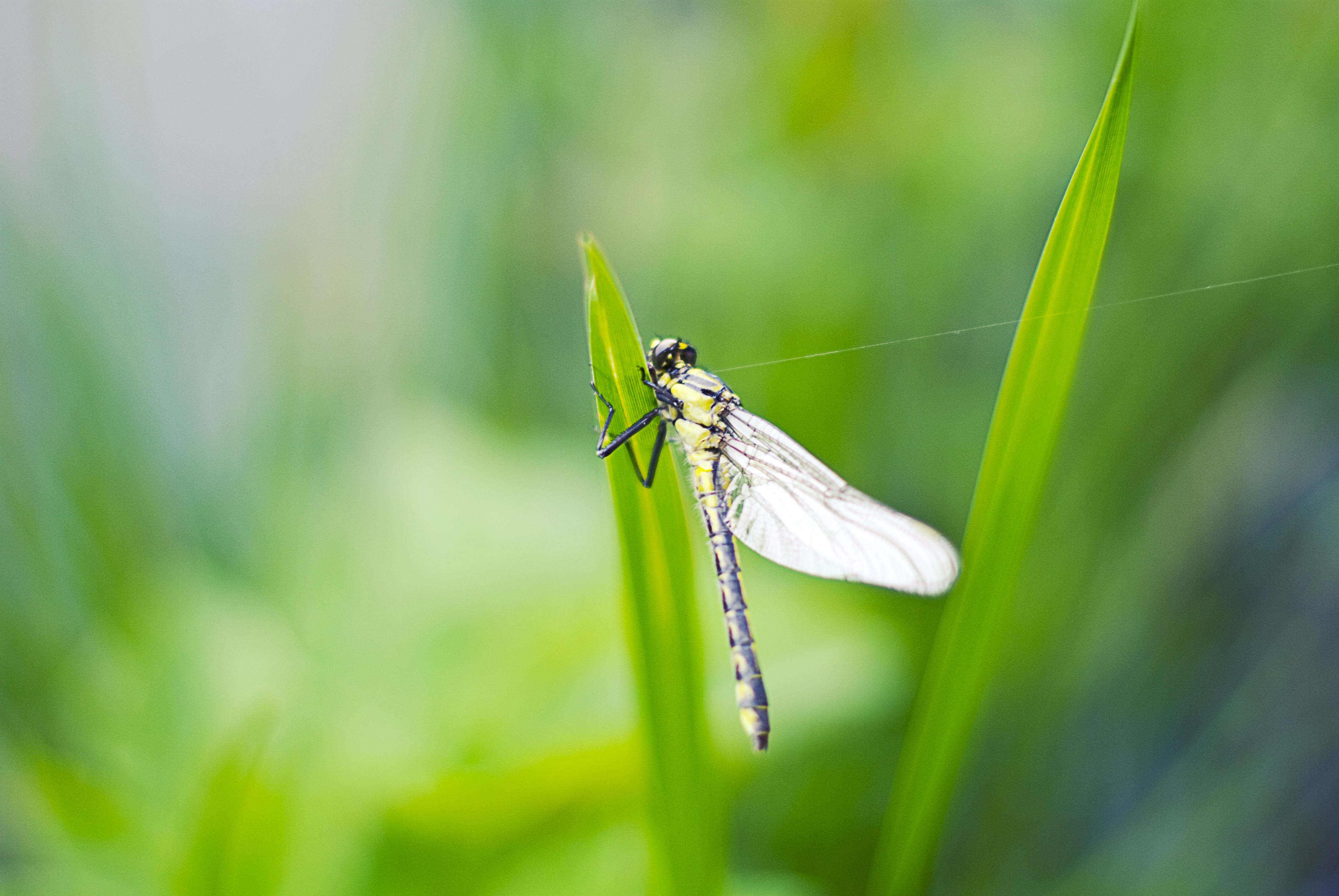 shallow focus photography of dragonfly perched on green gras