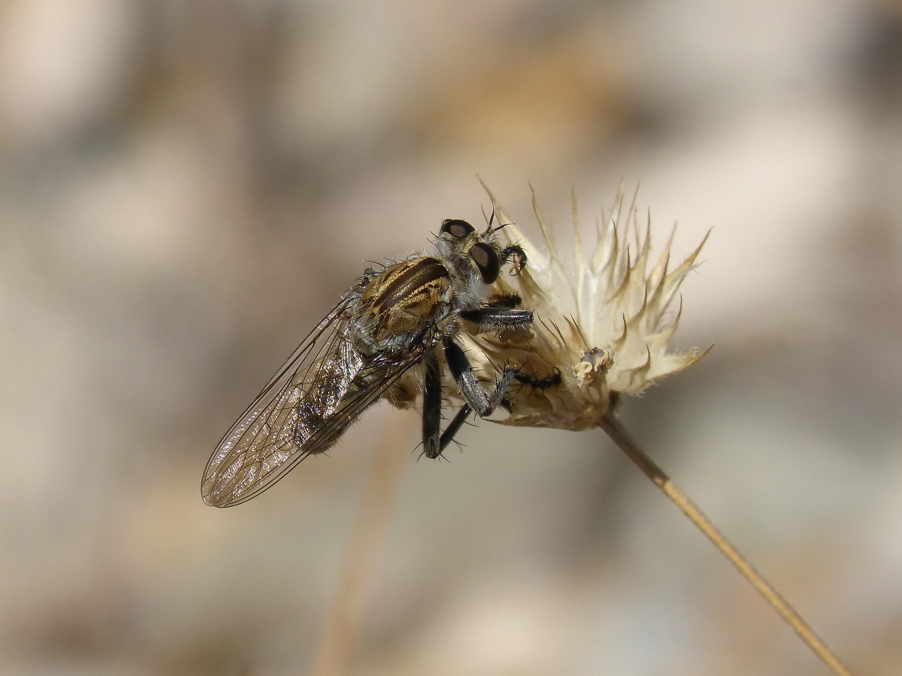 black and gray fly
