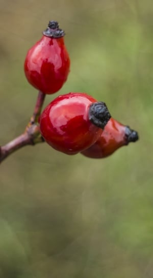 3 red fruits thumbnail