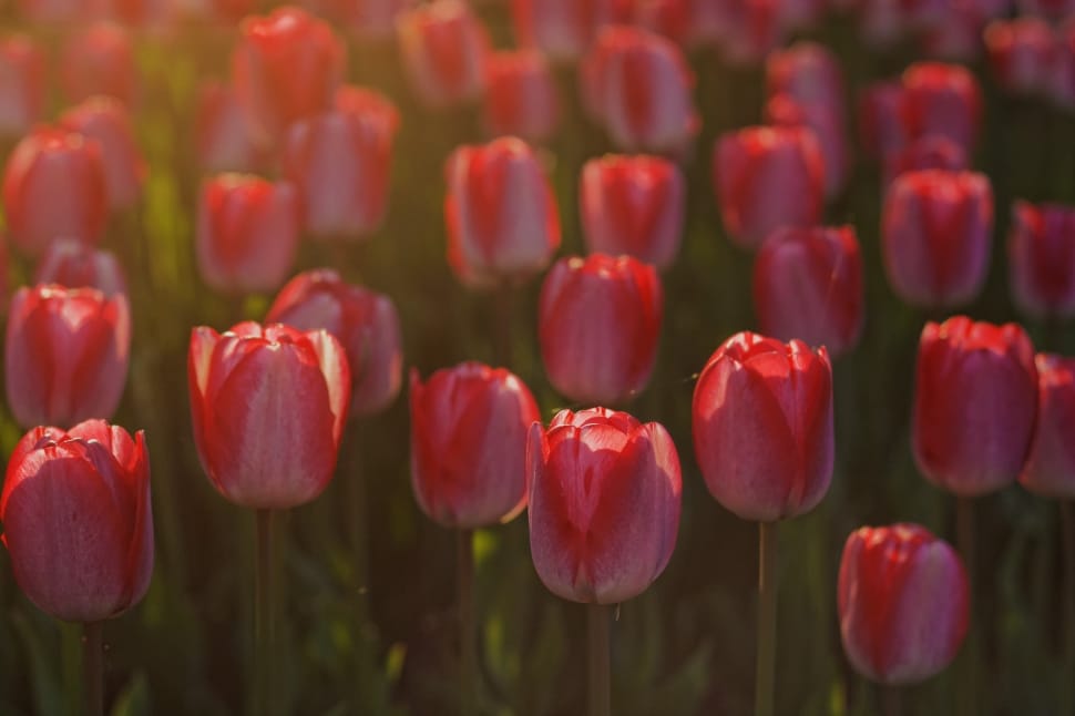 red and pink tulip flowers preview