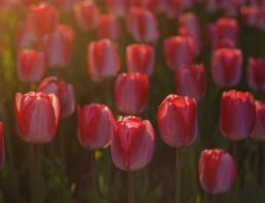 red and pink tulip flowers thumbnail