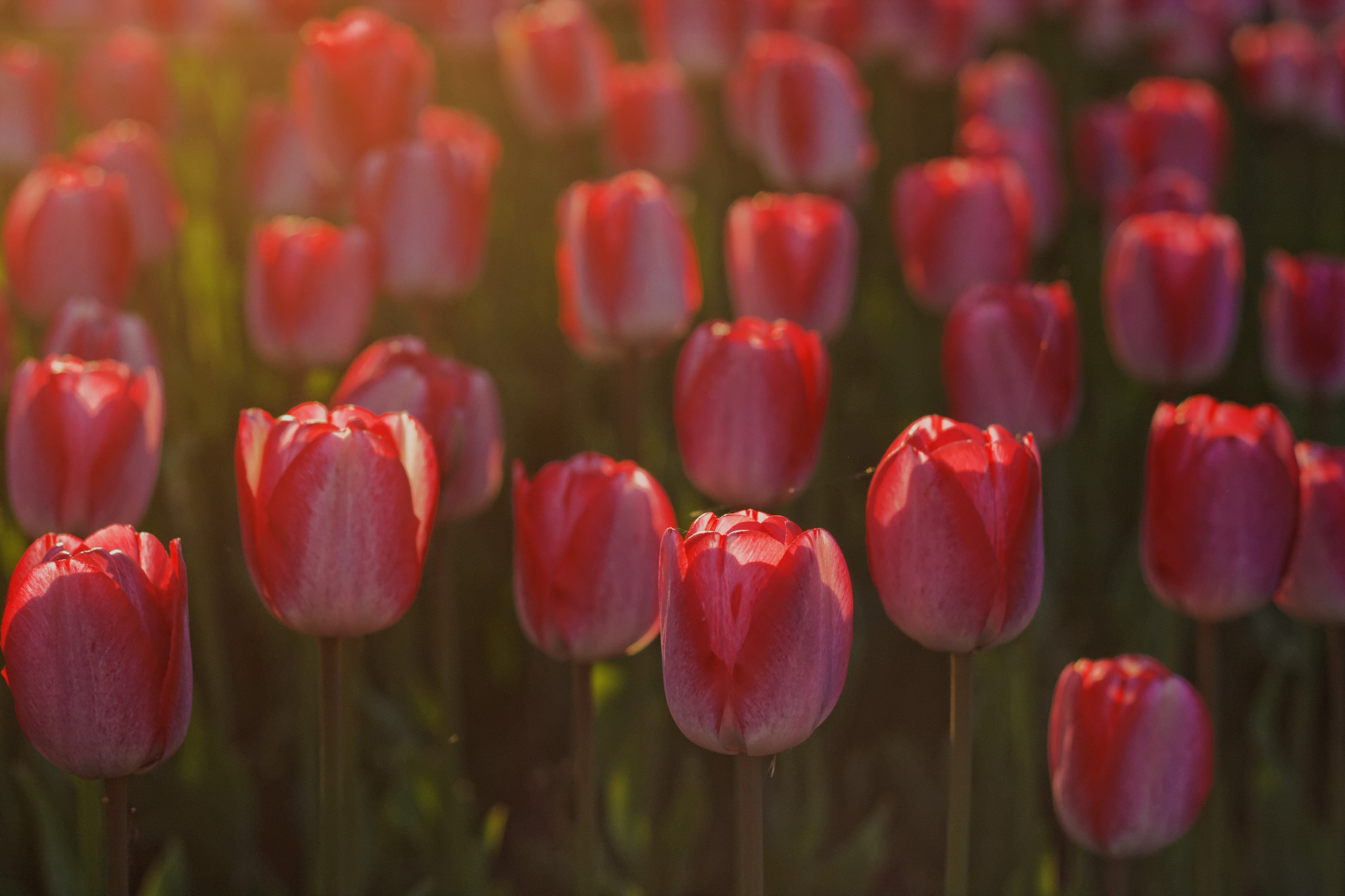 red and pink tulip flowers