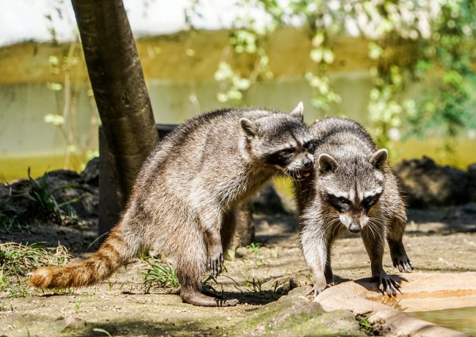 Raccoons, Playing, Animal, Critter, animal wildlife, animals in the wild preview