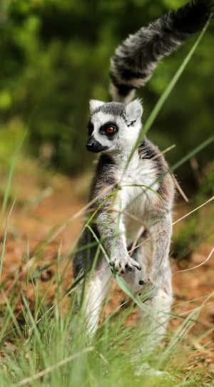 lemur thumbnail