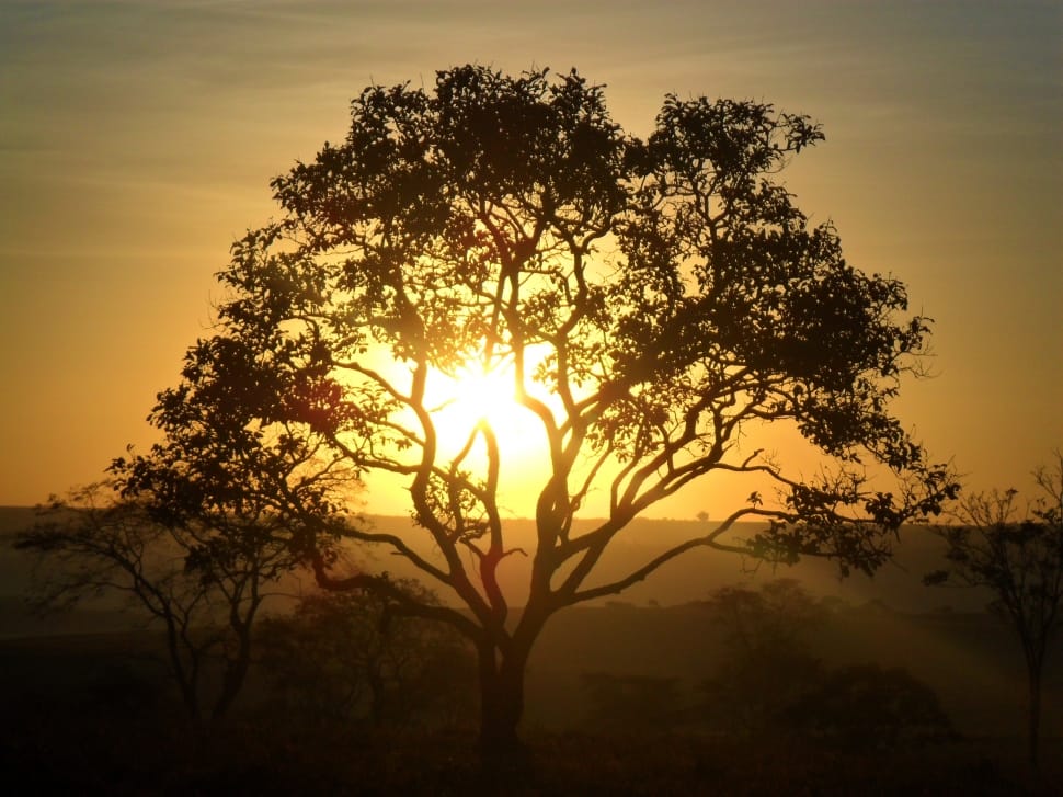 silhouette of tree preview