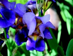 bunch of purple orchids thumbnail