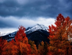 red leaf trees thumbnail