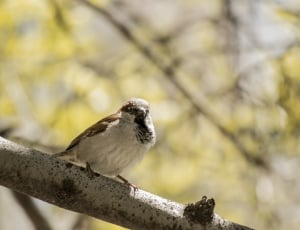 brown and white sparrow on tree branch during daytime thumbnail