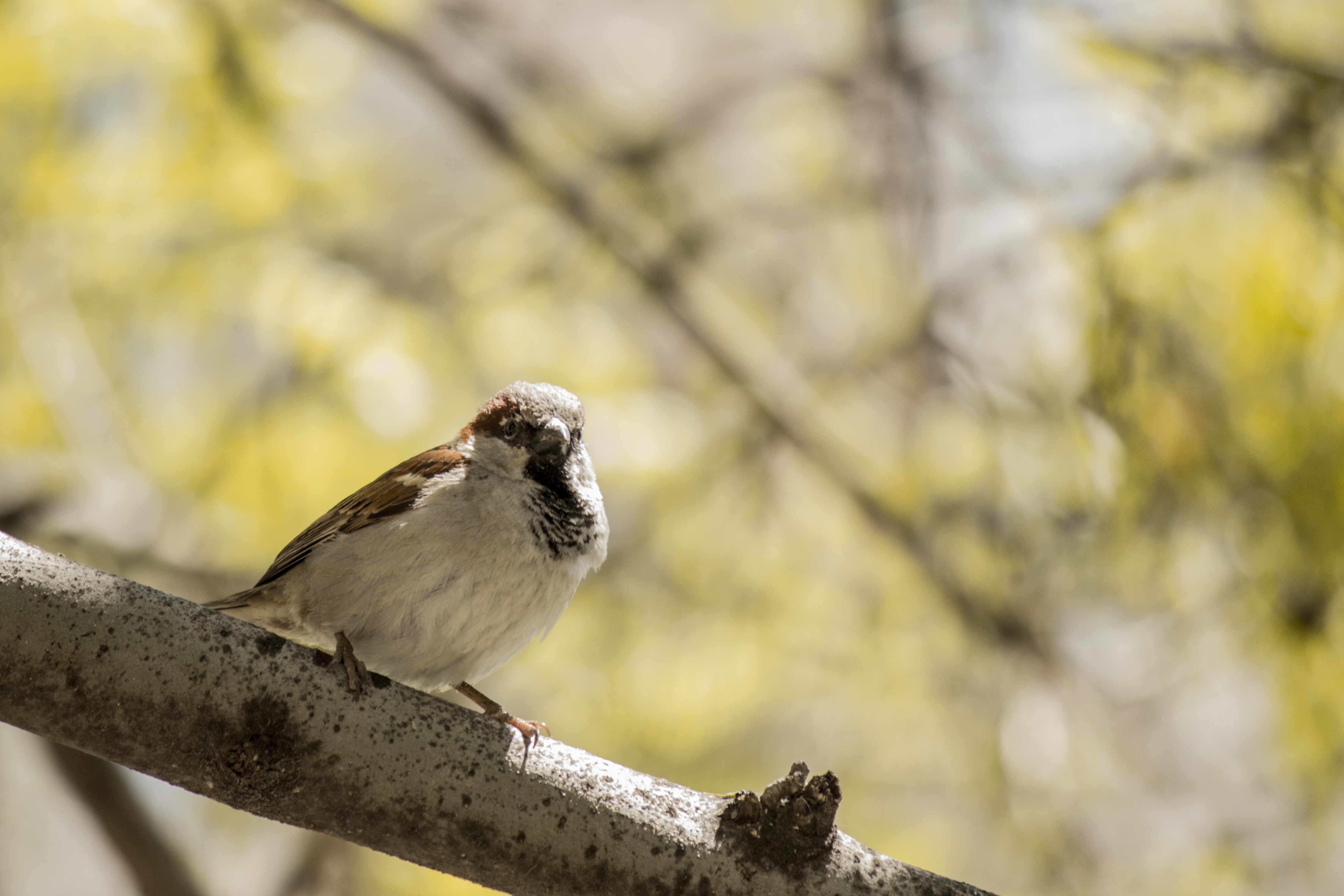 brown and white sparrow on tree branch during daytime