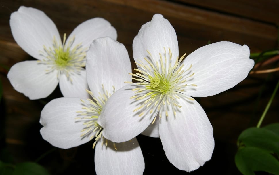 white 4 petaled flower preview