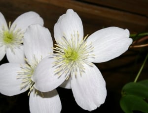 white 4 petaled flower thumbnail
