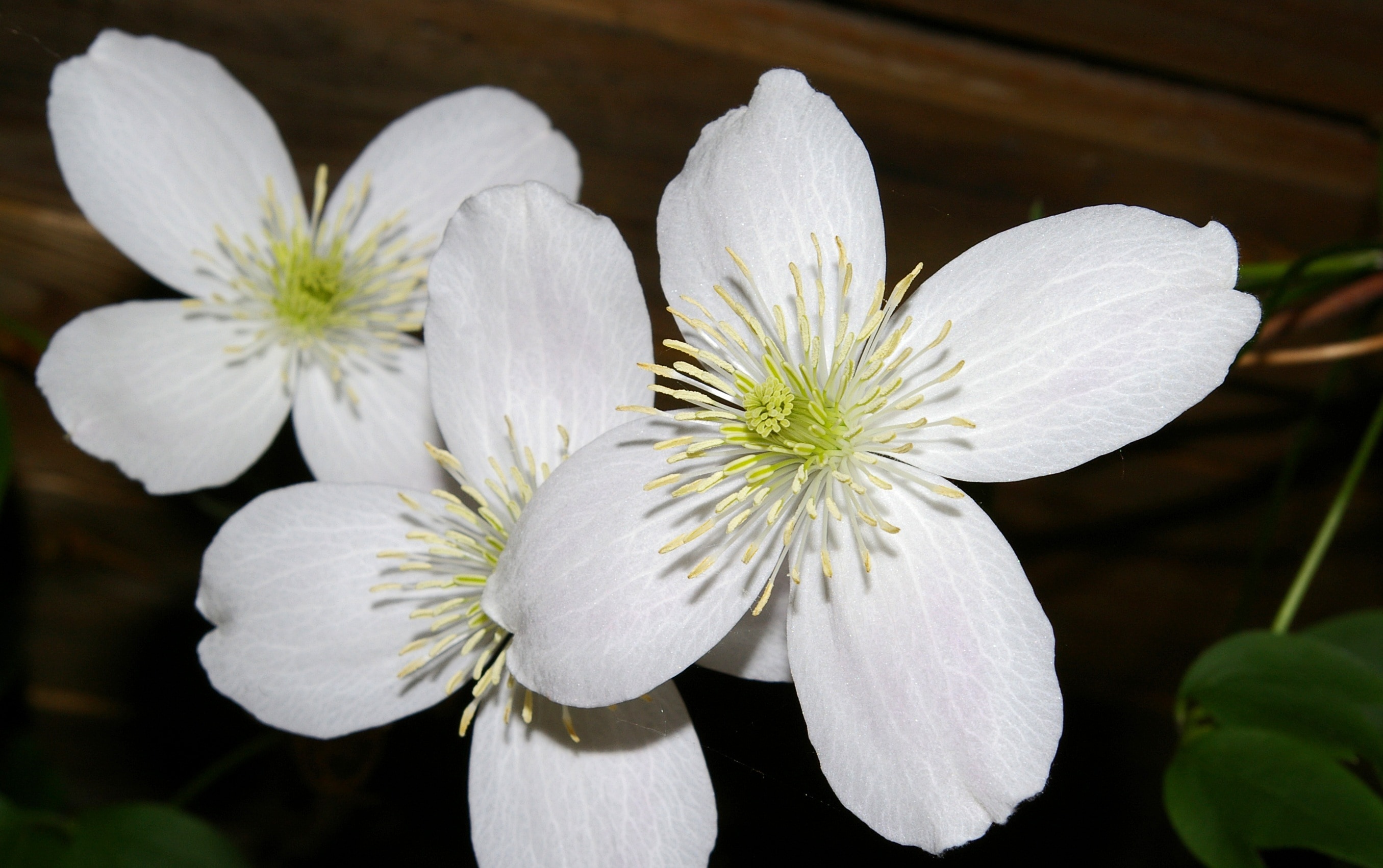 white 4 petaled flower