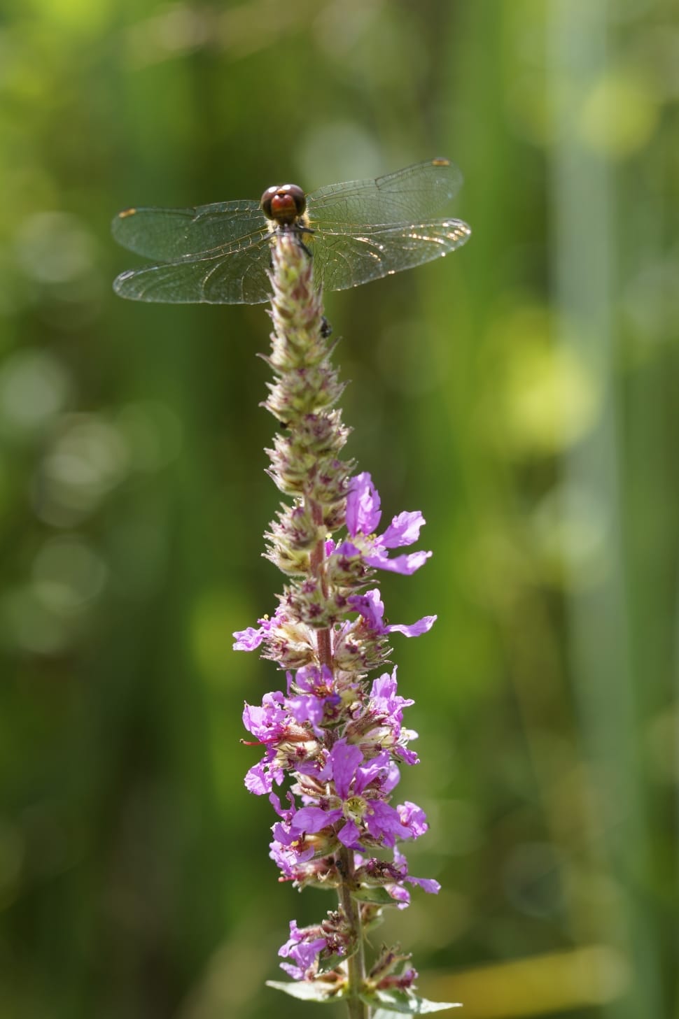 dragonfly perched on lavender flower in selective focus photography preview