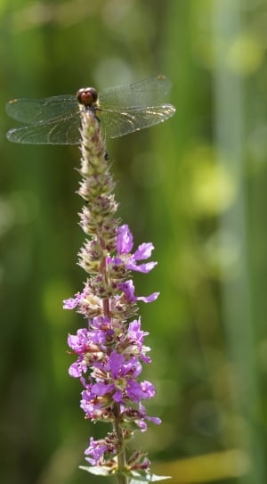 dragonfly perched on lavender flower in selective focus photography thumbnail
