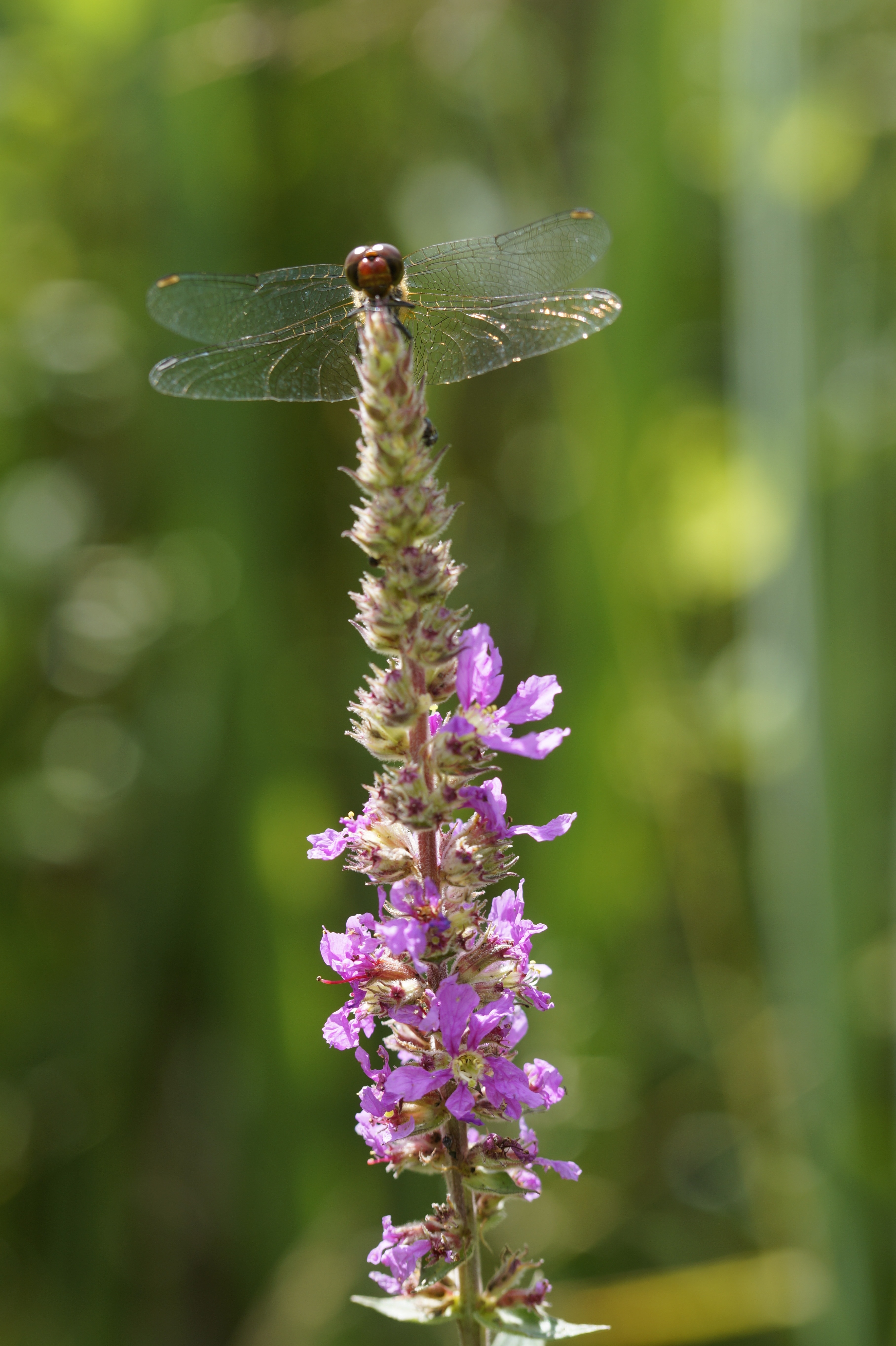 dragonfly perched on lavender flower in selective focus photography