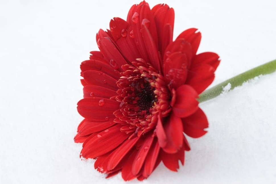 red petal flower preview